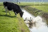 Koe te water in de polder tijdens eerste keer buiten